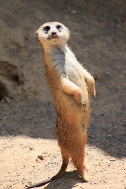 meercat.jpg