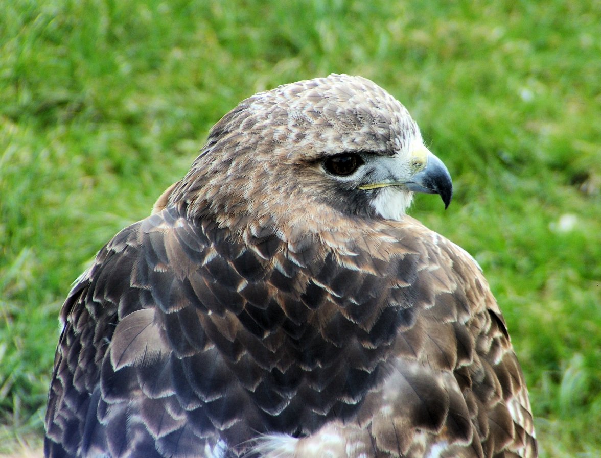 02 Ground - Copy.jpg