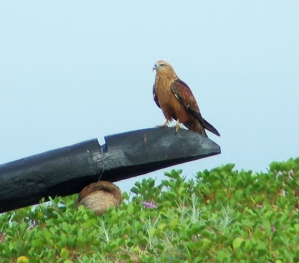 05 Ground - Copy.jpg