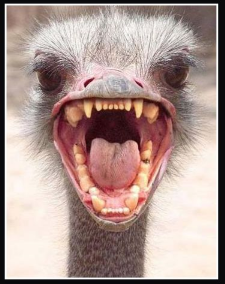 Screen Shot 2017-01-31 at 8.57.45 PM.png