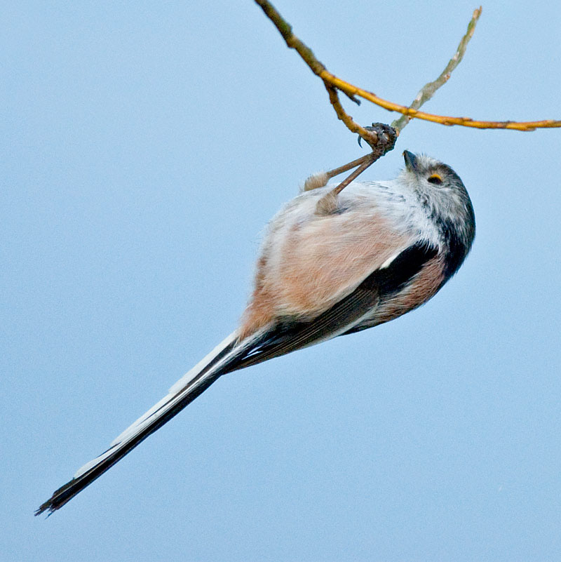 Long Tailed Tit.jpg