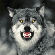 WildWolf